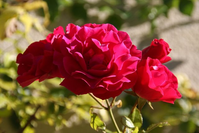 20081025_leclosluce_03